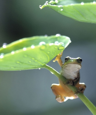 Green Frog - Obrázkek zdarma pro 750x1334