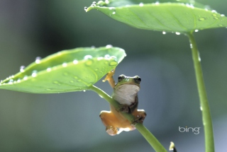 Free Green Frog Picture for Android, iPhone and iPad