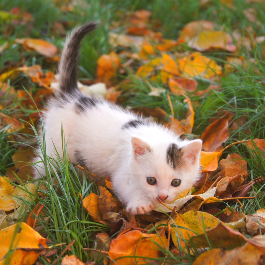 Fondo de pantalla Kitty And Autumn Leaves 1024x1024