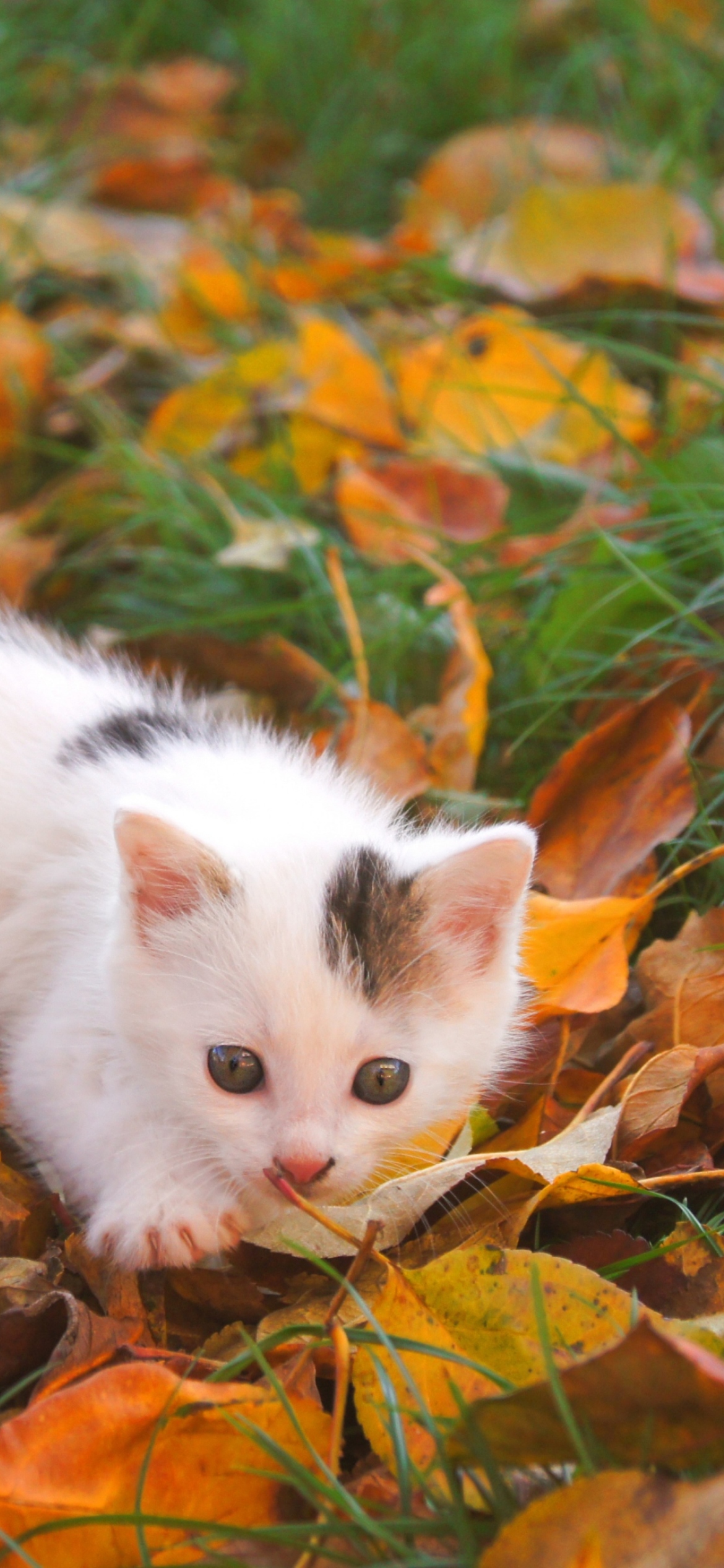 Kitty And Autumn Leaves wallpaper 1170x2532