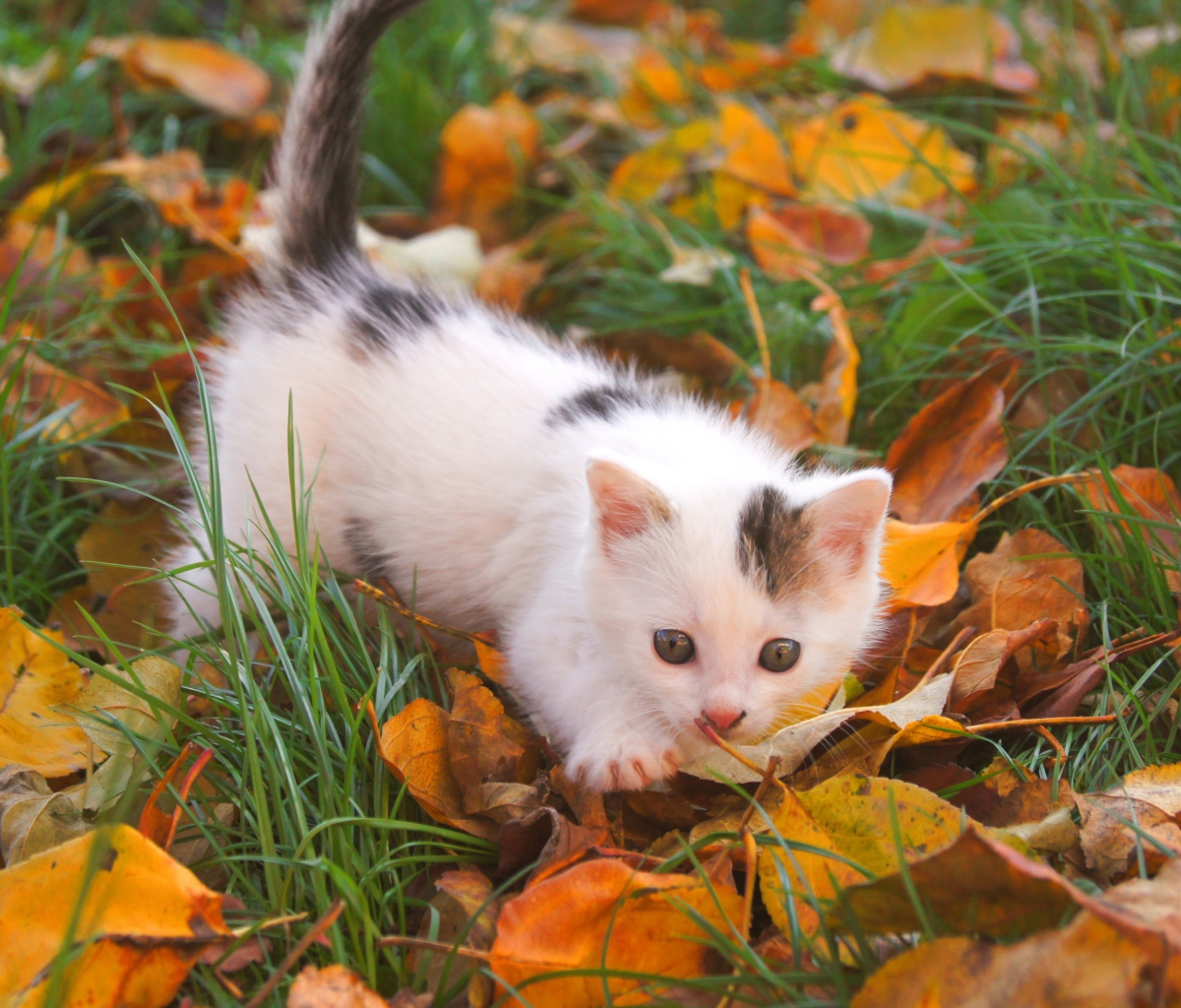 Kitty And Autumn Leaves wallpaper 1200x1024