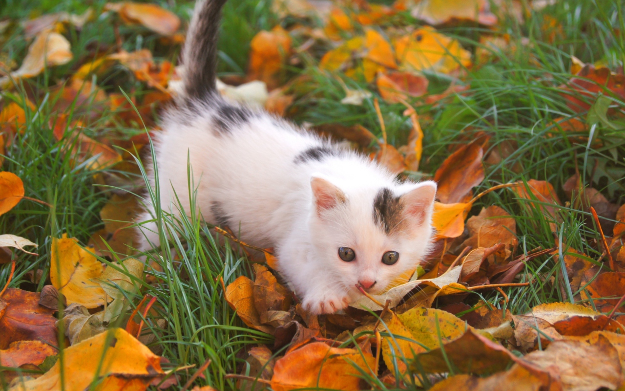 Das Kitty And Autumn Leaves Wallpaper 1280x800