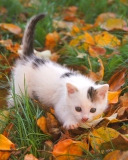 Обои Kitty And Autumn Leaves 128x160