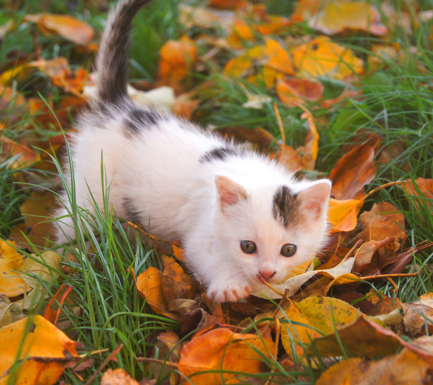 Fondo de pantalla Kitty And Autumn Leaves 1440x1280