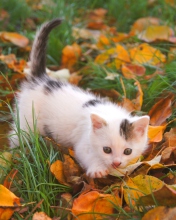 Kitty And Autumn Leaves wallpaper 176x220