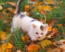 Kitty And Autumn Leaves wallpaper 220x176