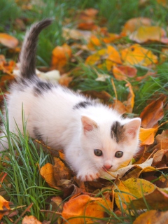 Обои Kitty And Autumn Leaves 240x320