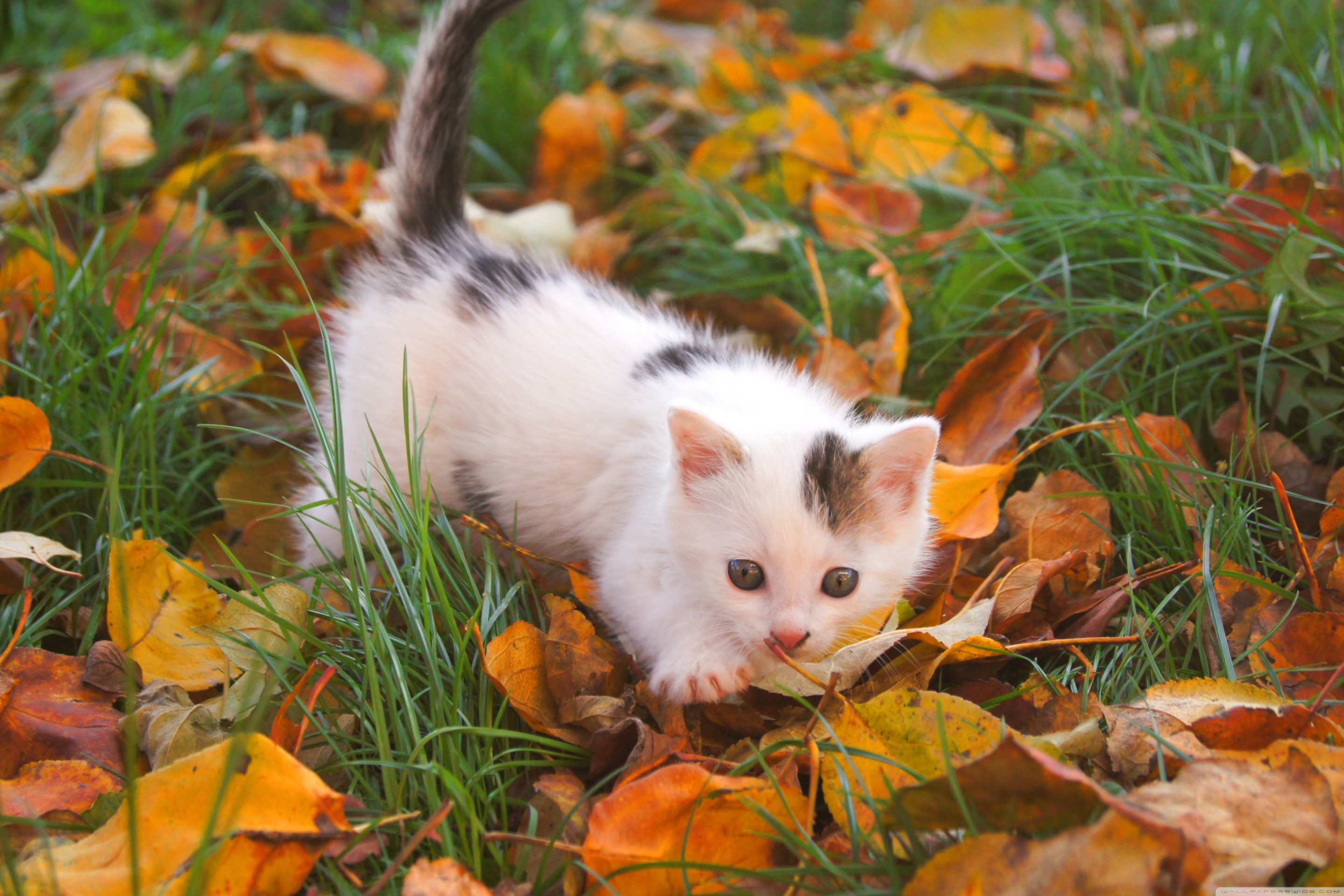 Fondo de pantalla Kitty And Autumn Leaves 2880x1920