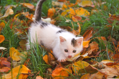 Kitty And Autumn Leaves wallpaper 480x320