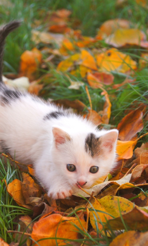 Screenshot №1 pro téma Kitty And Autumn Leaves 480x800