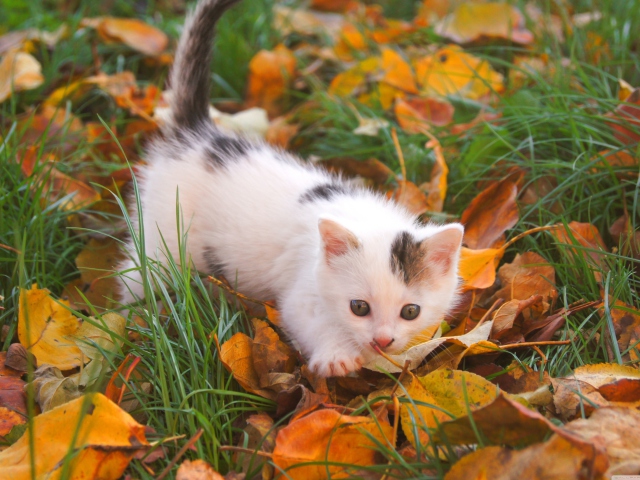 Обои Kitty And Autumn Leaves 640x480