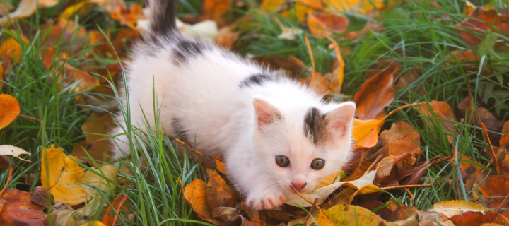 Kitty And Autumn Leaves wallpaper 720x320