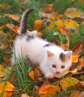 Kostenloses Kitty And Autumn Leaves Wallpaper für Nokia Lumia 925