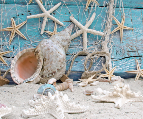 Seashells screenshot #1 480x400