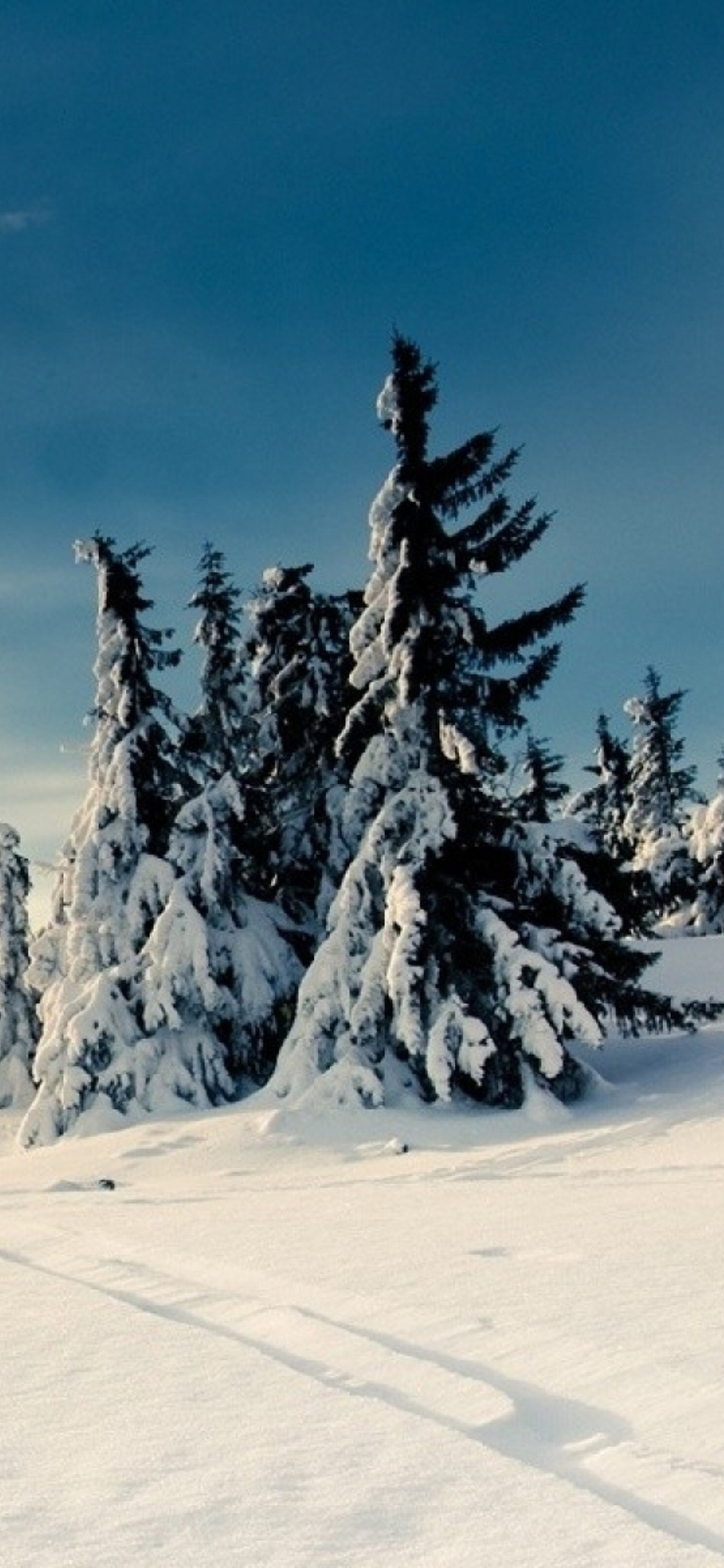 Обои Christmas Trees Covered With Snow 1170x2532