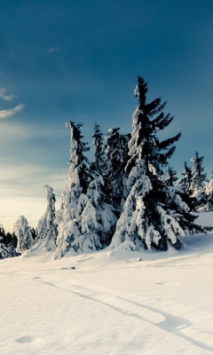 Das Christmas Trees Covered With Snow Wallpaper 240x400