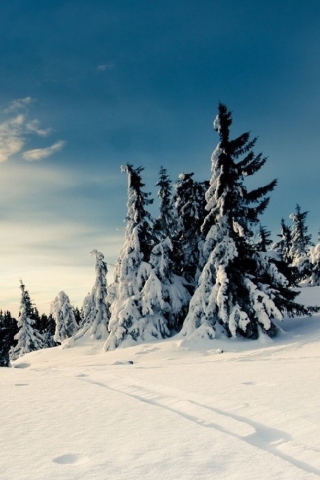 Christmas Trees Covered With Snow wallpaper 320x480