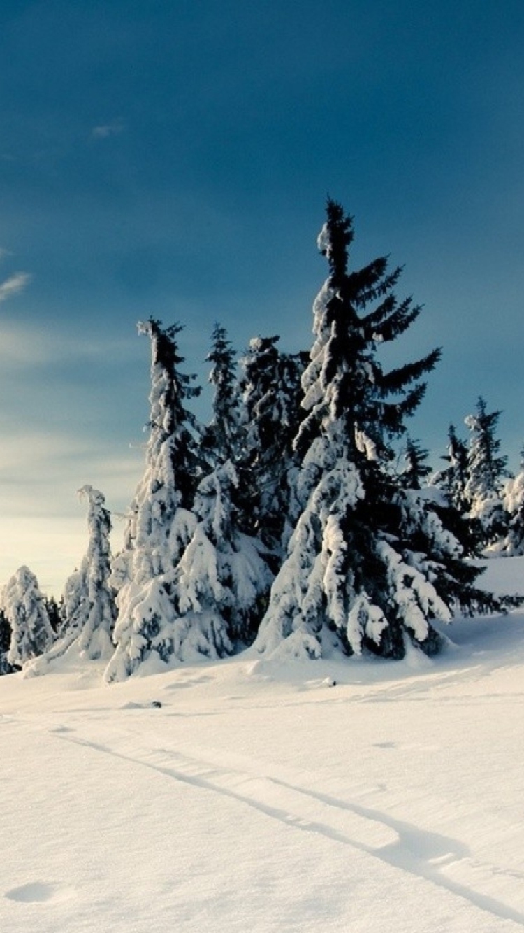 Обои Christmas Trees Covered With Snow 750x1334