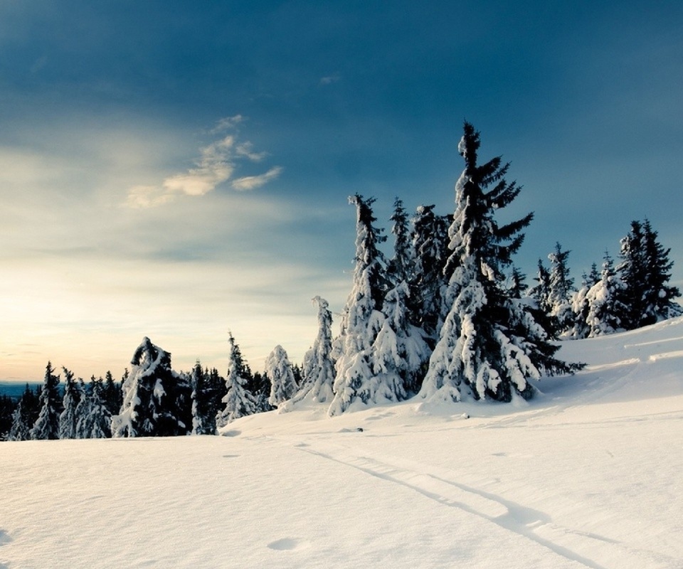 Das Christmas Trees Covered With Snow Wallpaper 960x800