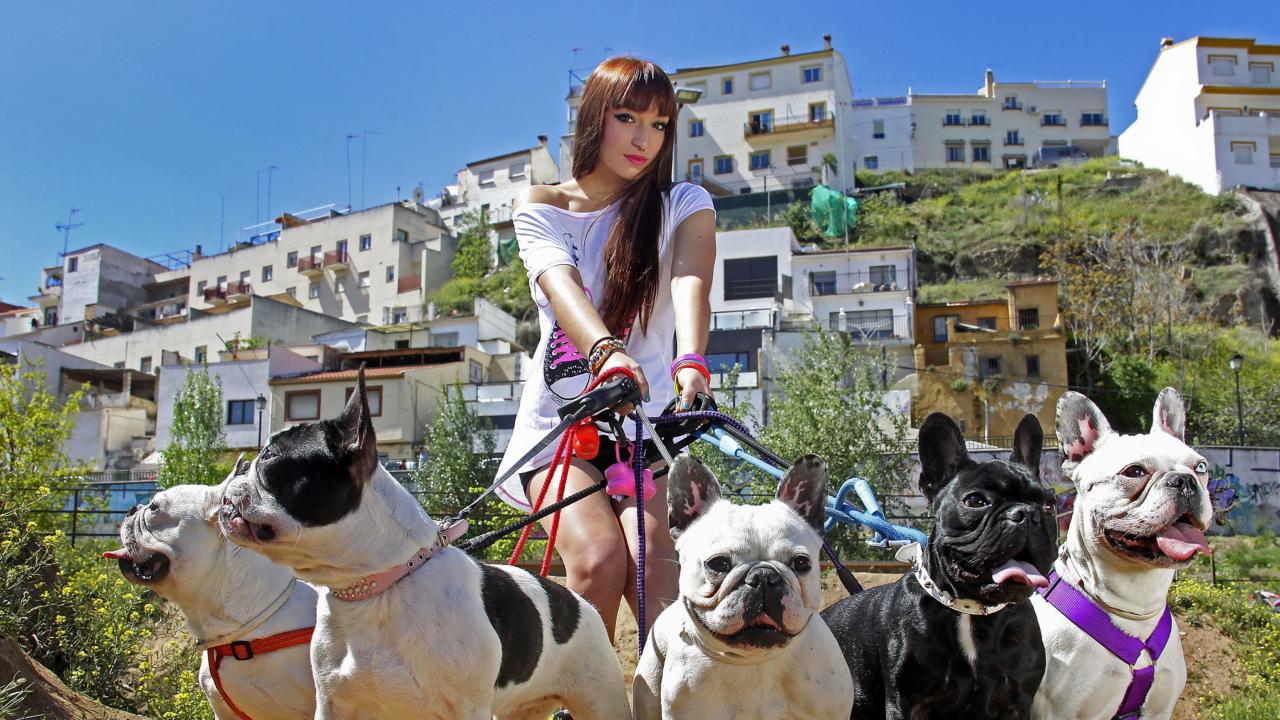 Fondo de pantalla Girl Walking With Bulldogs 1280x720