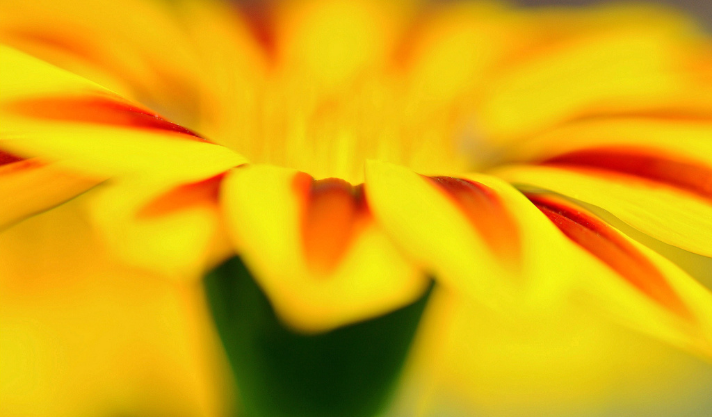 Macro photo of flower petals screenshot #1 1024x600