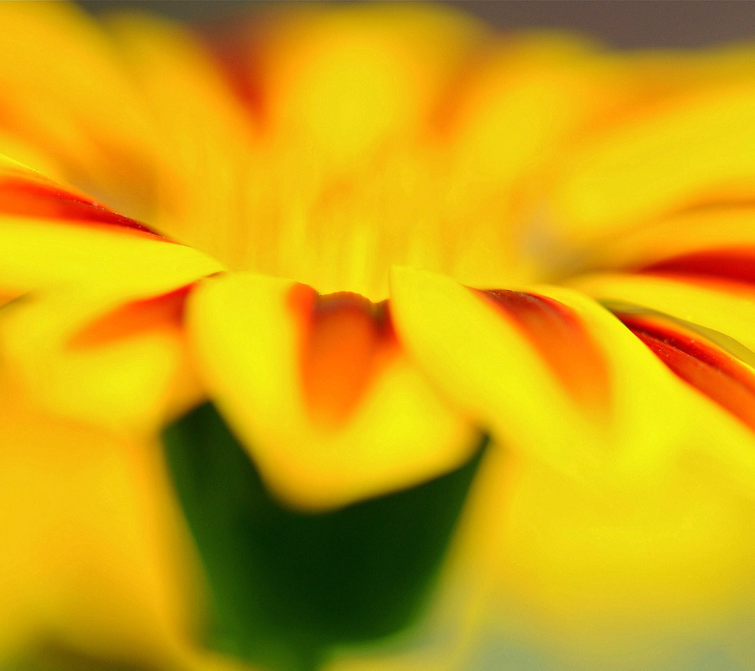 Macro photo of flower petals wallpaper 1080x960