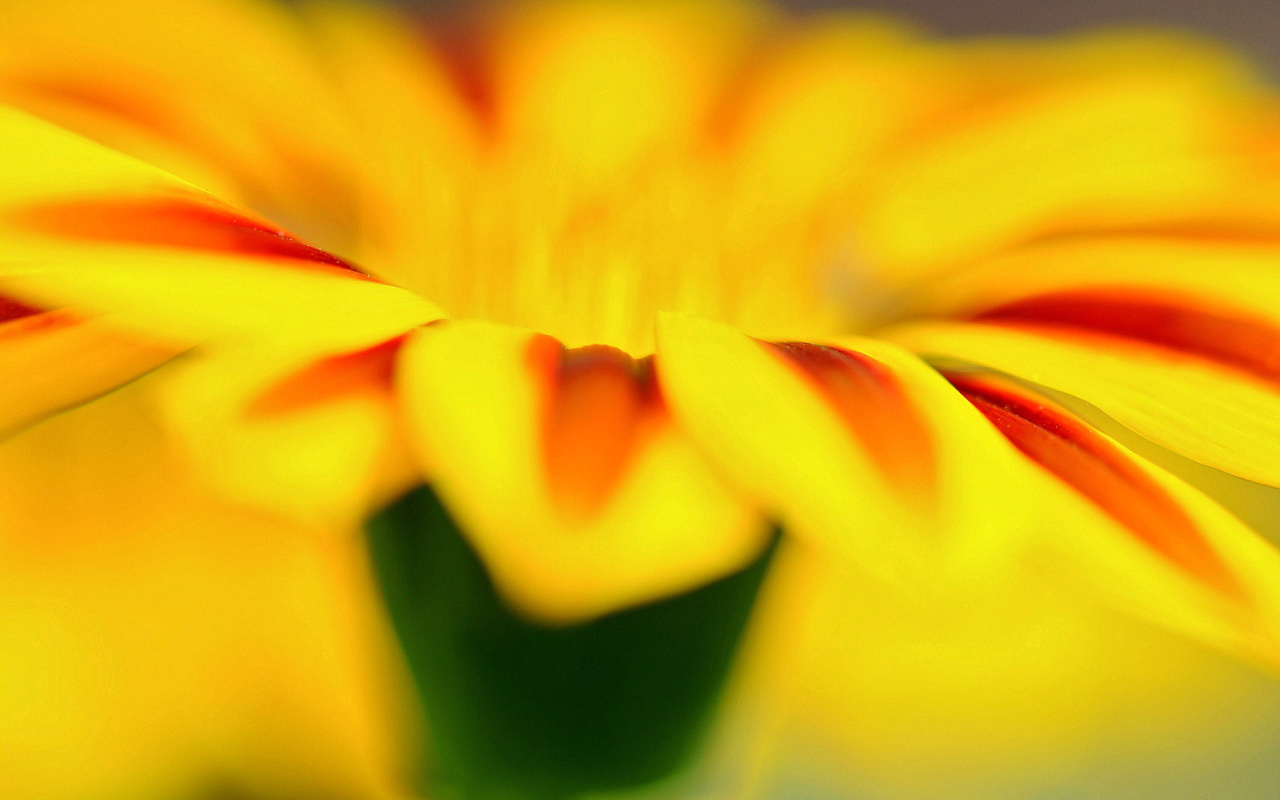 Das Macro photo of flower petals Wallpaper 1280x800