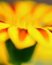 Screenshot №1 pro téma Macro photo of flower petals 176x220