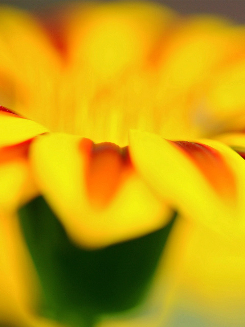 Macro photo of flower petals screenshot #1 480x640