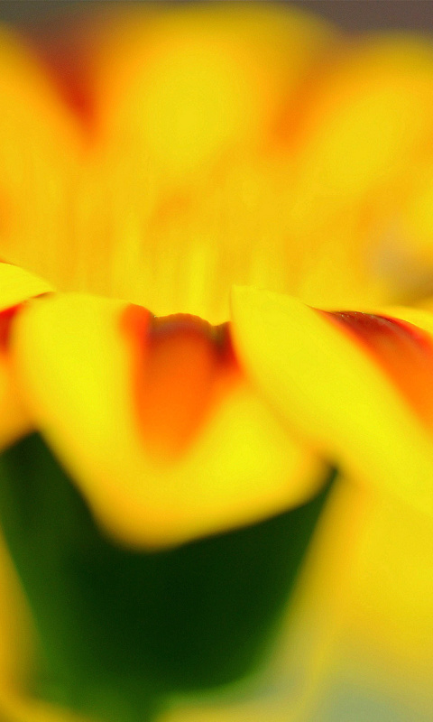 Macro photo of flower petals screenshot #1 480x800
