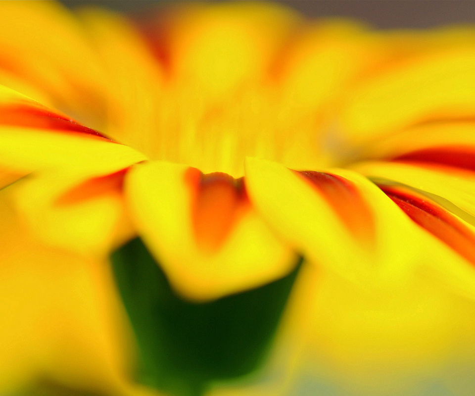 Screenshot №1 pro téma Macro photo of flower petals 960x800