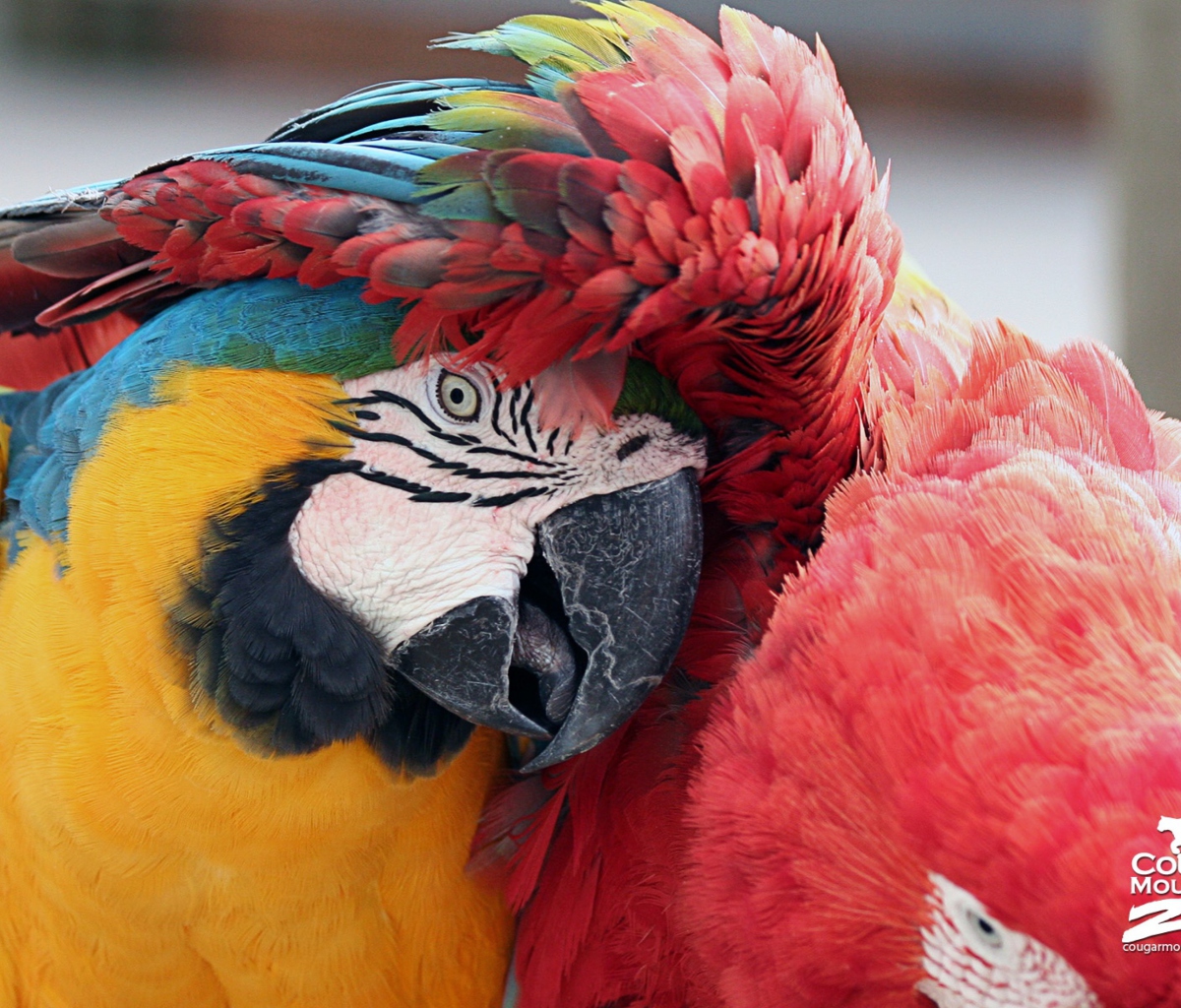 Das Colorful Macaw Wallpaper 1200x1024