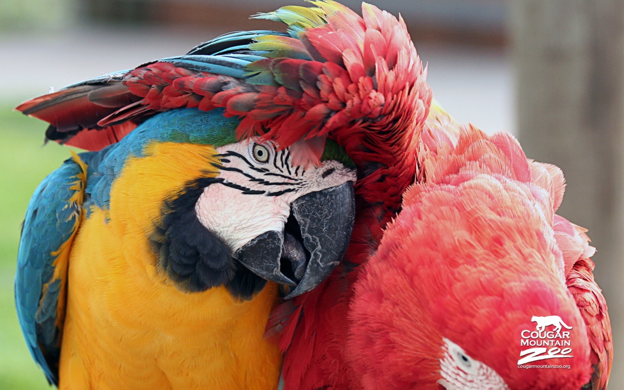 Colorful Macaw wallpaper 1280x800