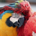 Fondo de pantalla Colorful Macaw 128x128
