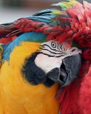 Das Colorful Macaw Wallpaper 128x160