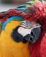 Fondo de pantalla Colorful Macaw 176x220