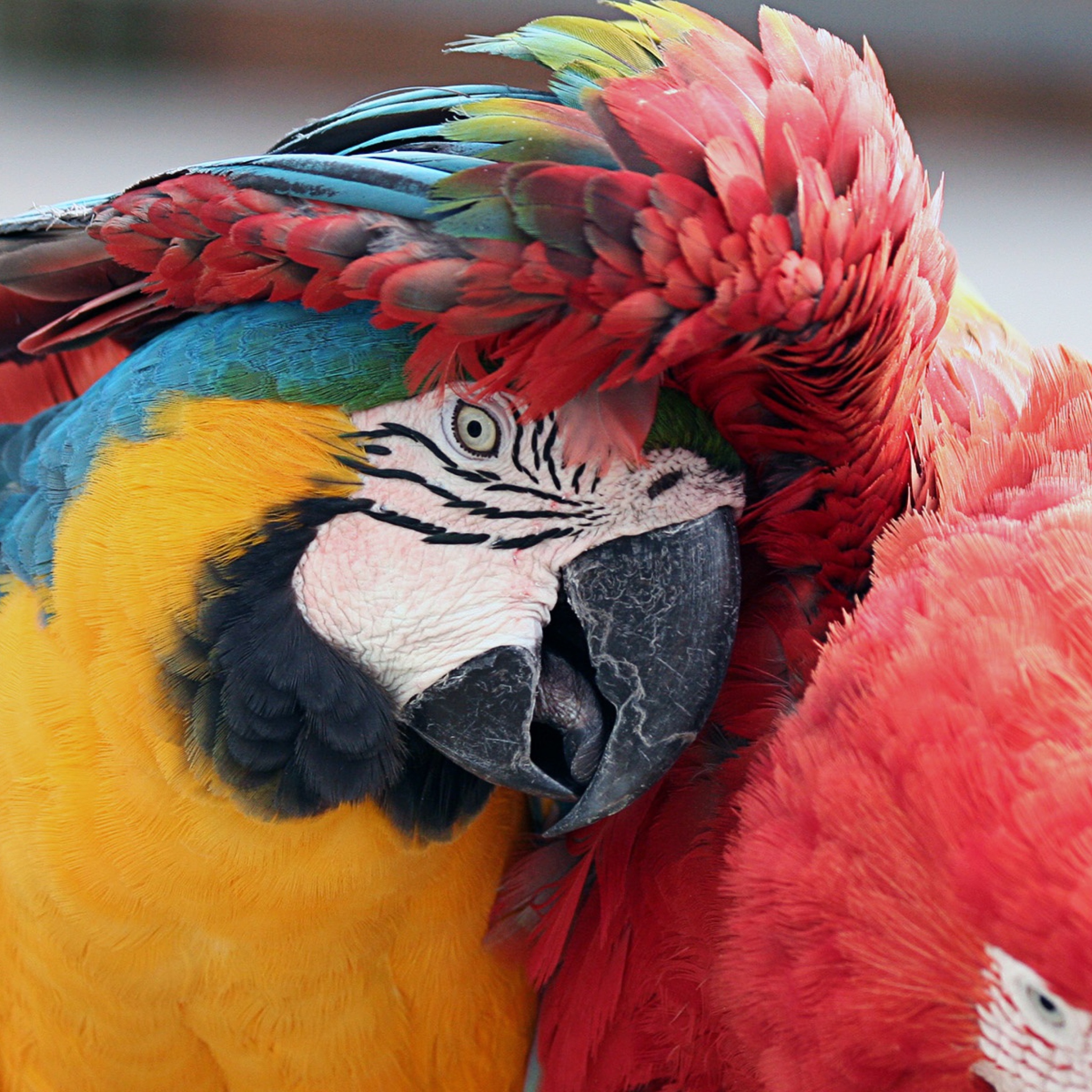 Colorful Macaw wallpaper 2048x2048