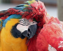 Sfondi Colorful Macaw 220x176