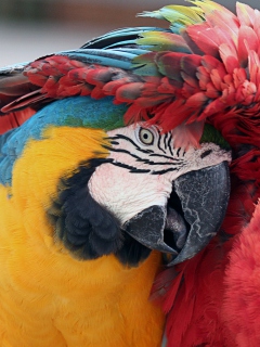Colorful Macaw wallpaper 240x320