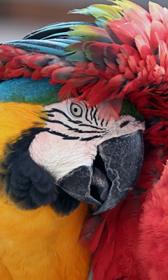 Обои Colorful Macaw 240x400