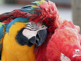 Colorful Macaw wallpaper 320x240
