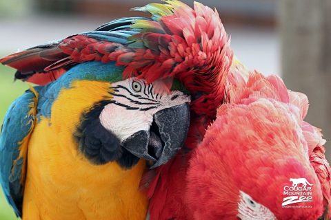 Обои Colorful Macaw 480x320