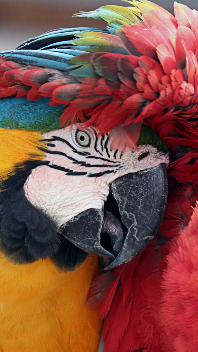 Обои Colorful Macaw 640x1136