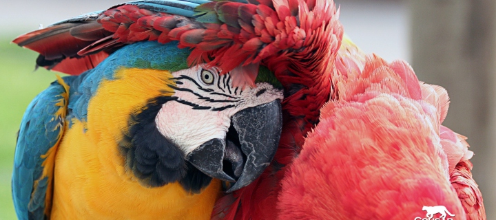 Colorful Macaw wallpaper 720x320