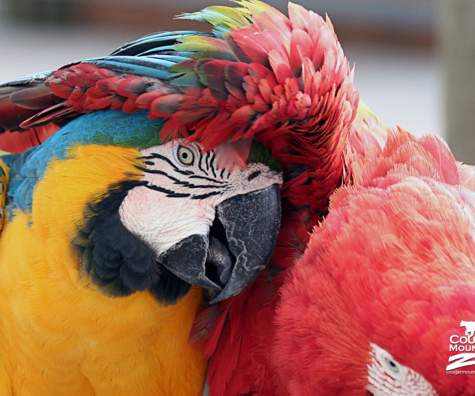 Fondo de pantalla Colorful Macaw 960x800