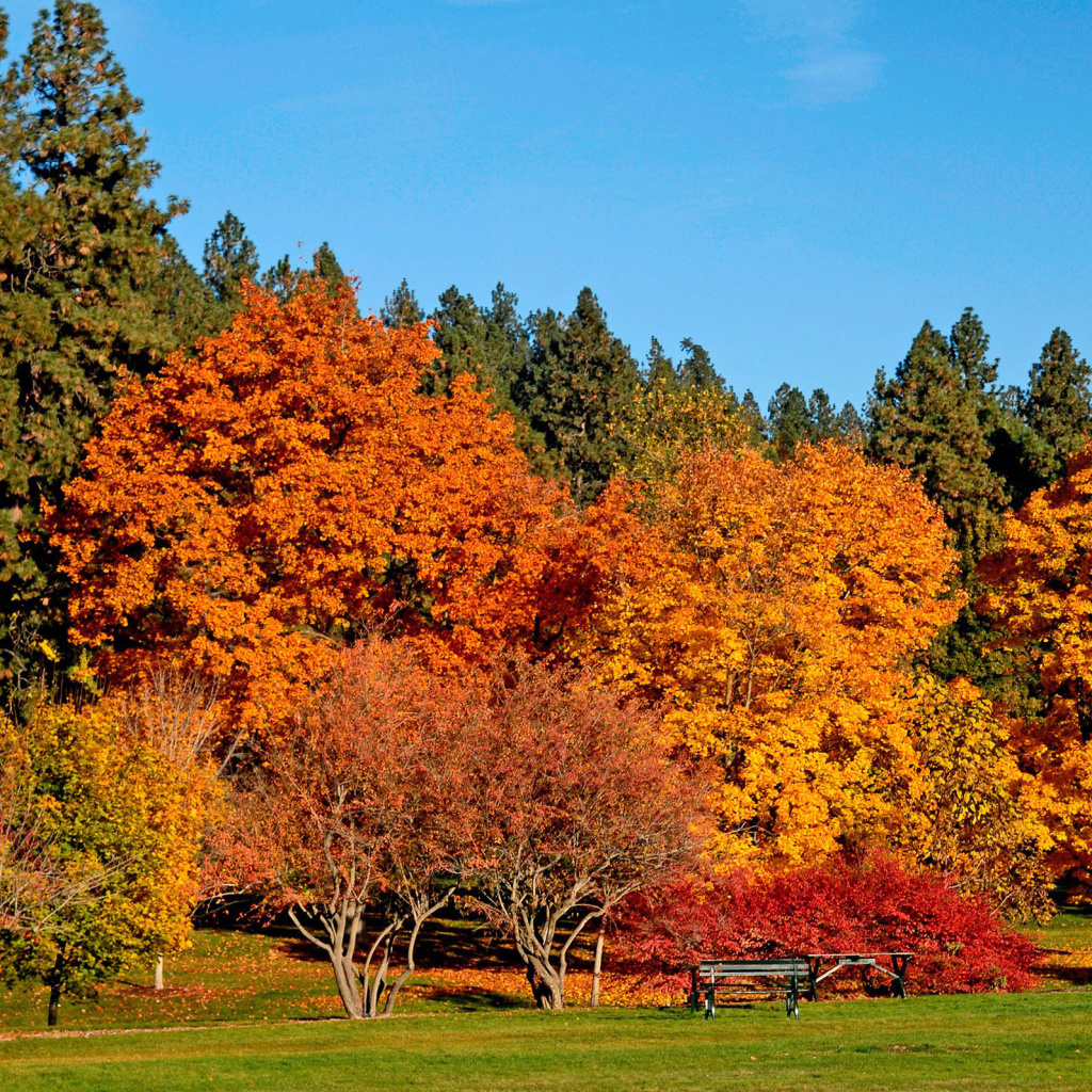 Autumn trees in reserve wallpaper 1024x1024