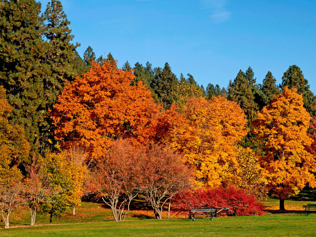 Fondo de pantalla Autumn trees in reserve 1024x768