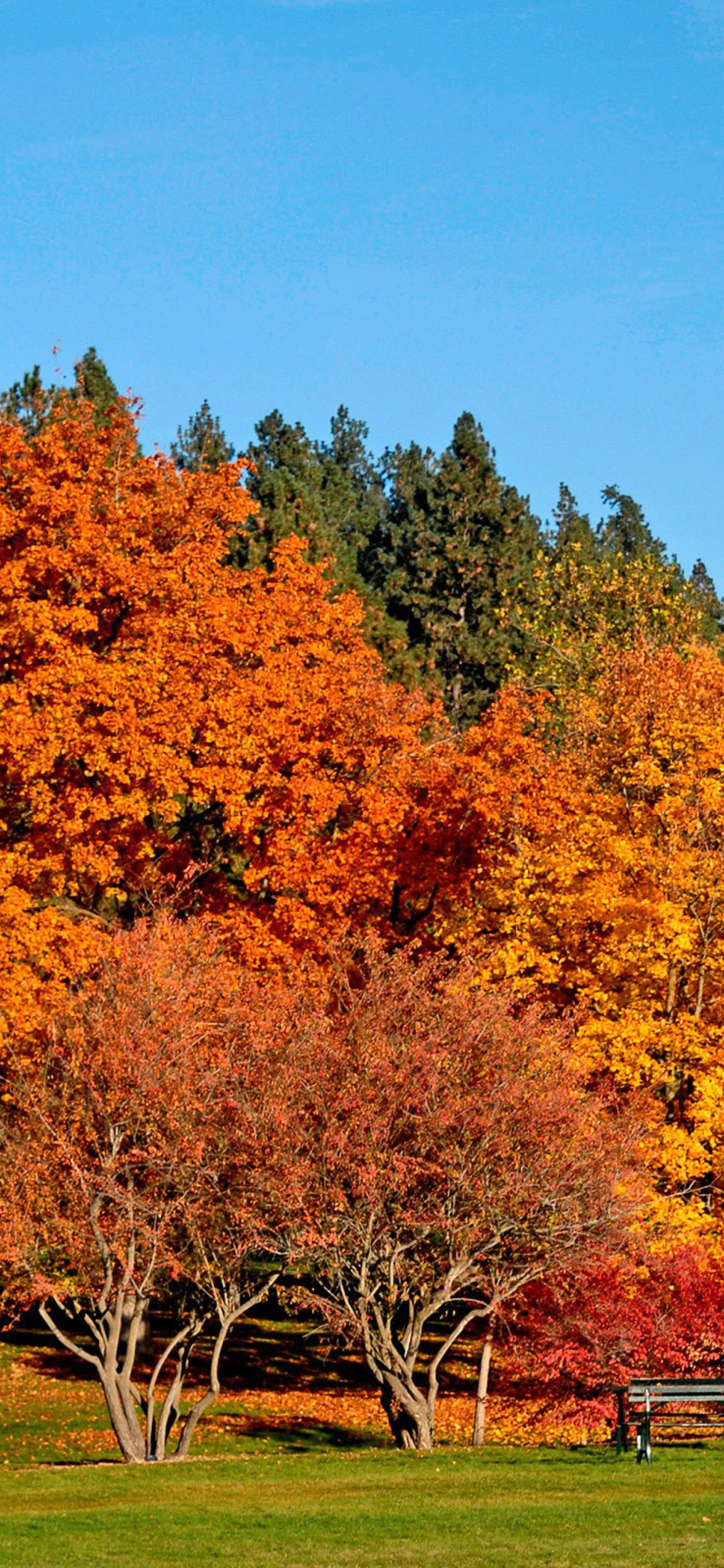 Autumn trees in reserve wallpaper 1170x2532