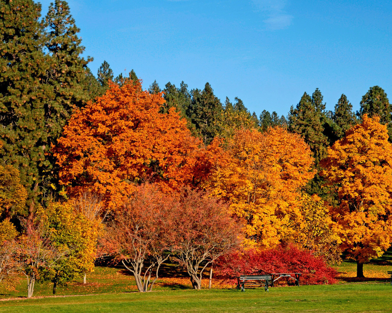 Autumn trees in reserve wallpaper 1280x1024