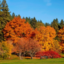 Autumn trees in reserve wallpaper 128x128